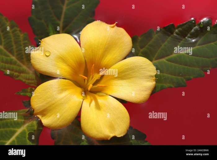 Дамиана (тернера)