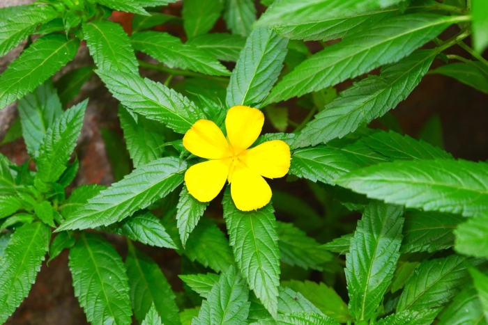 Дамиана раскидистая