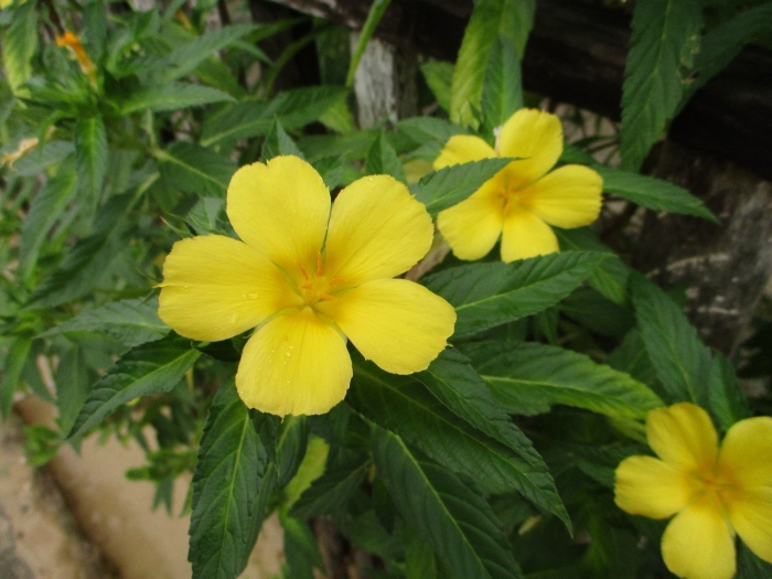 Yellow flower