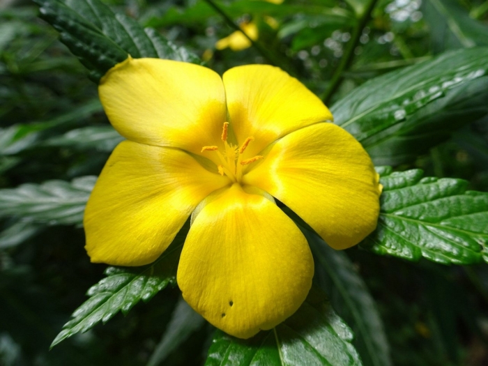 Turnera ulmifolia