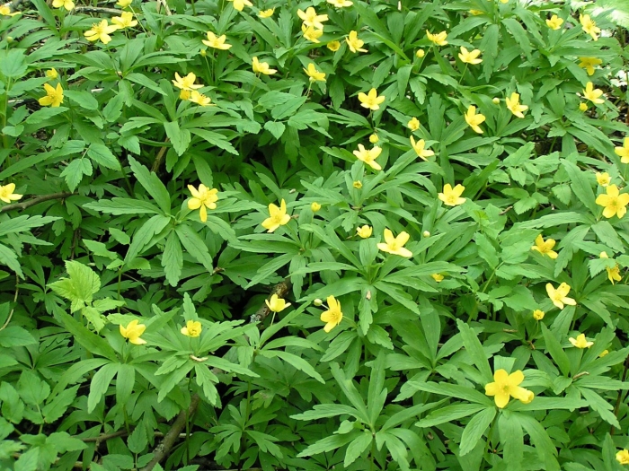 Ветреница лютичная