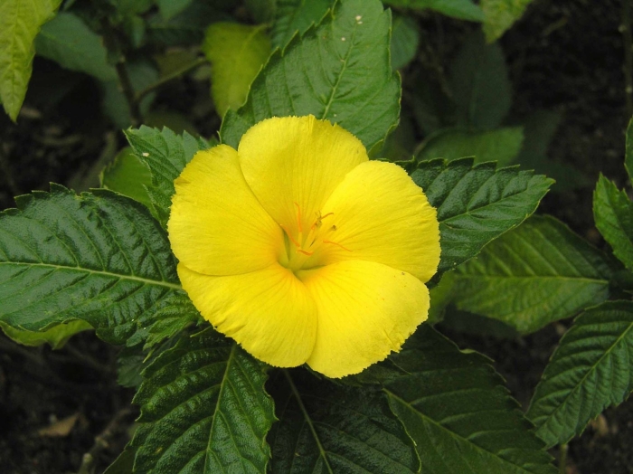 Turnera ulmifolia