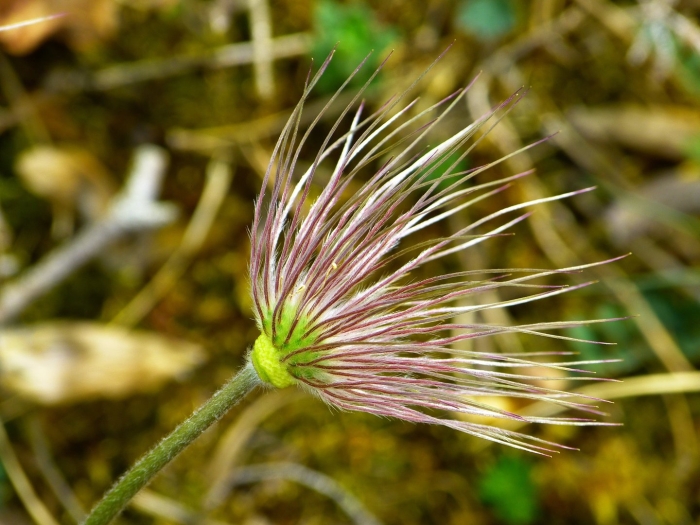 Pulsatilla vulgaris
