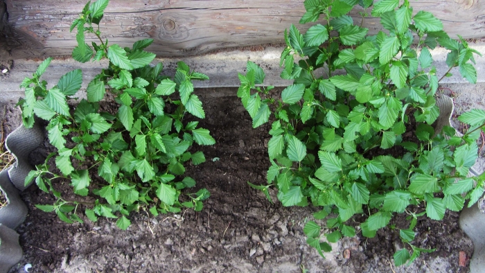 Дамиана раскидистая