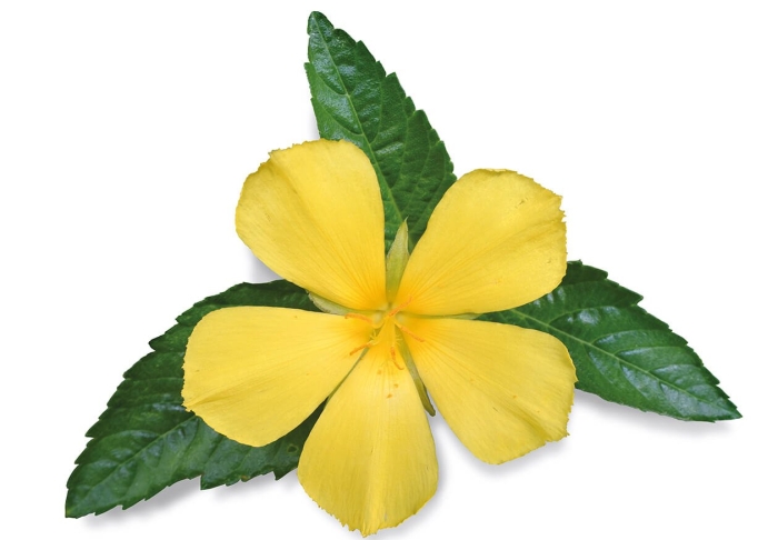 Йеллоу цветок