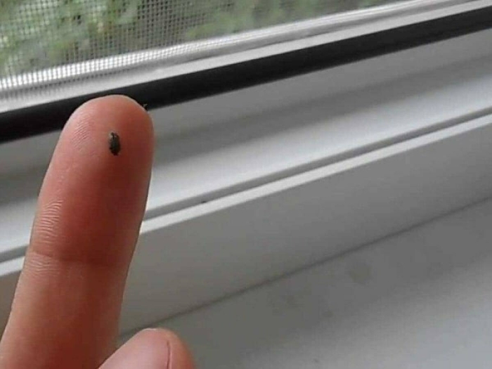 Жук кожеед на подоконнике