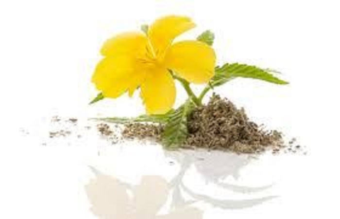 Дамиана цветок