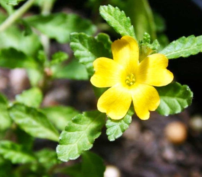 Дамиана тёрнера раскидистая