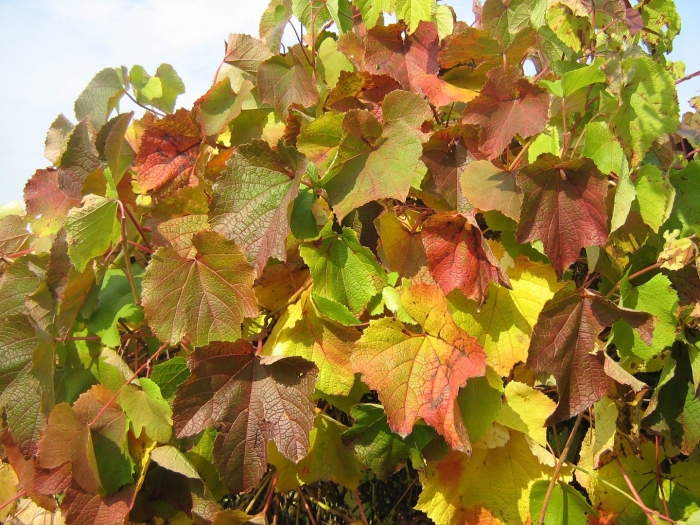 Виноград амурский лиана