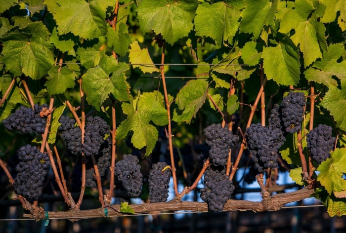Виноград пино нуар