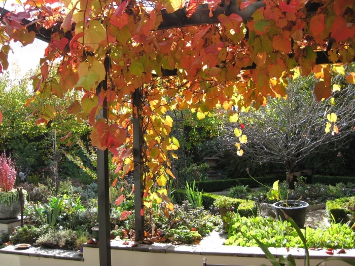 Виноград декоративный