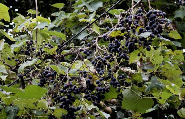 Виноград витис лабруска