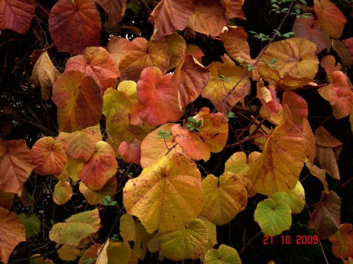 Vitis coignetiae