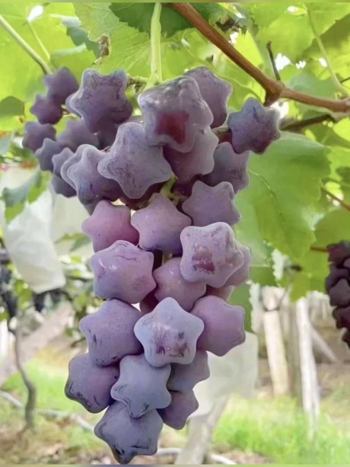 Сорт винограда восточная звезда