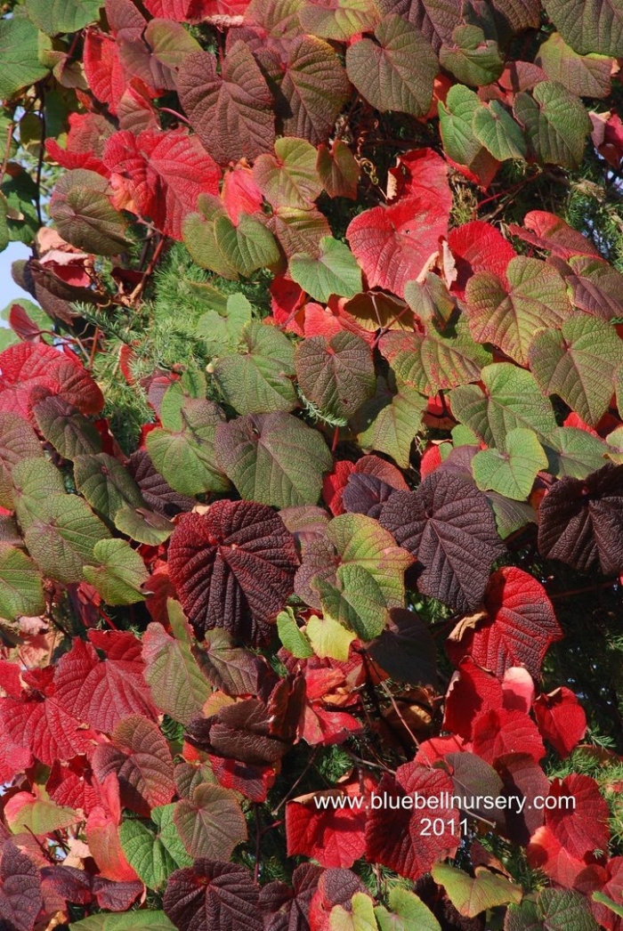 Японский виноград