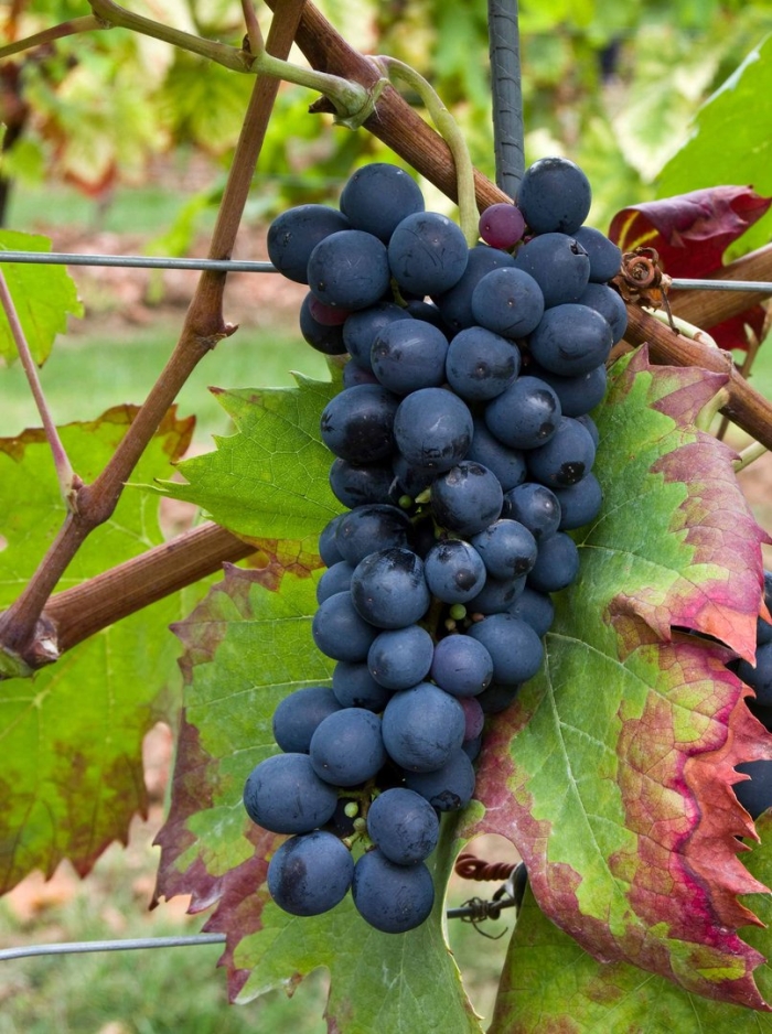 Сорта винограда