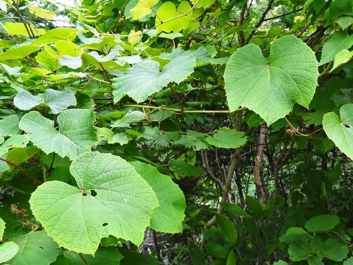 Vitis amurensis