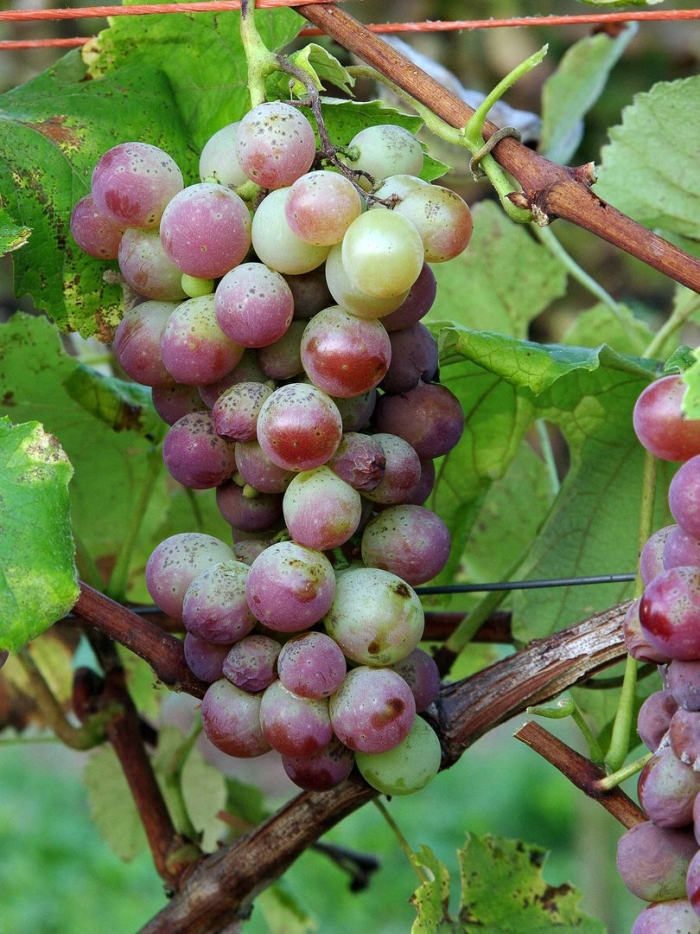 Сорт винограда растрепа