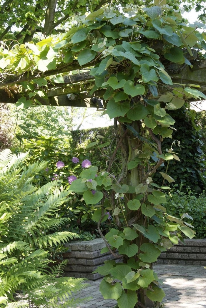 Aristolochia macrophylla