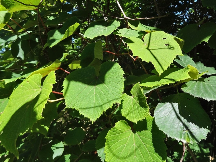 Tilia platyphyllos 'fastigiata'