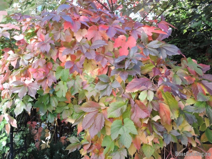 Девичий виноград пятилисточковый