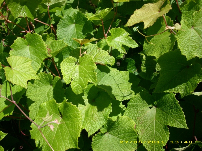 Декоративная лиана виноград амурский