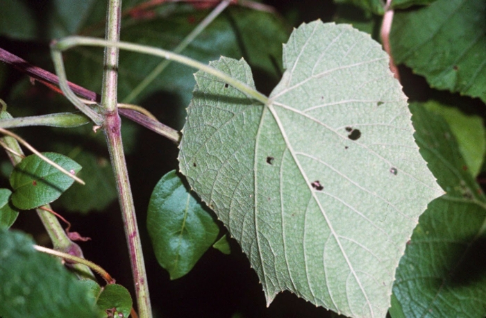 Vitis riparia
