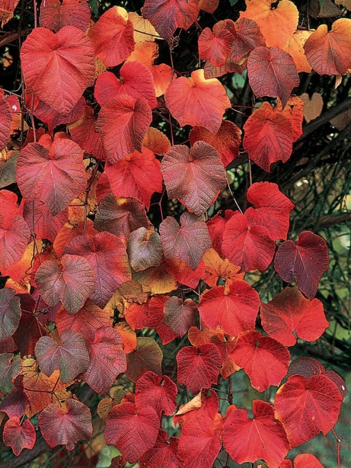 Parthenocissus henryana