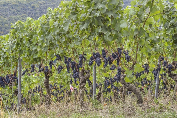 Виноградные плантации в краснодарском крае