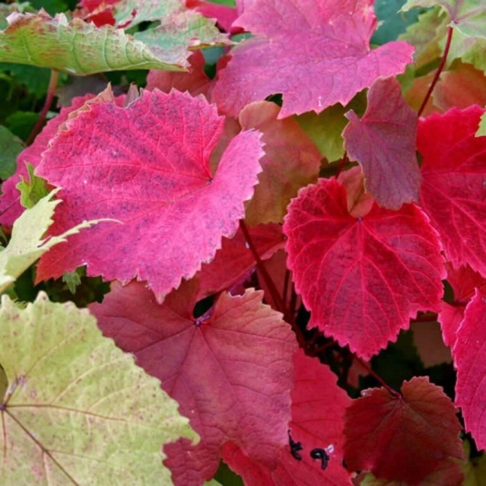 Vitis coignetiae