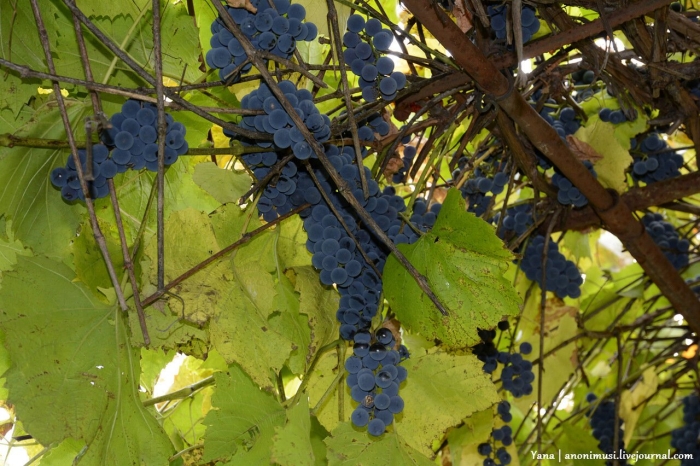 Винный виноград