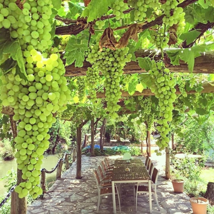 Беседка с виноградной лозой