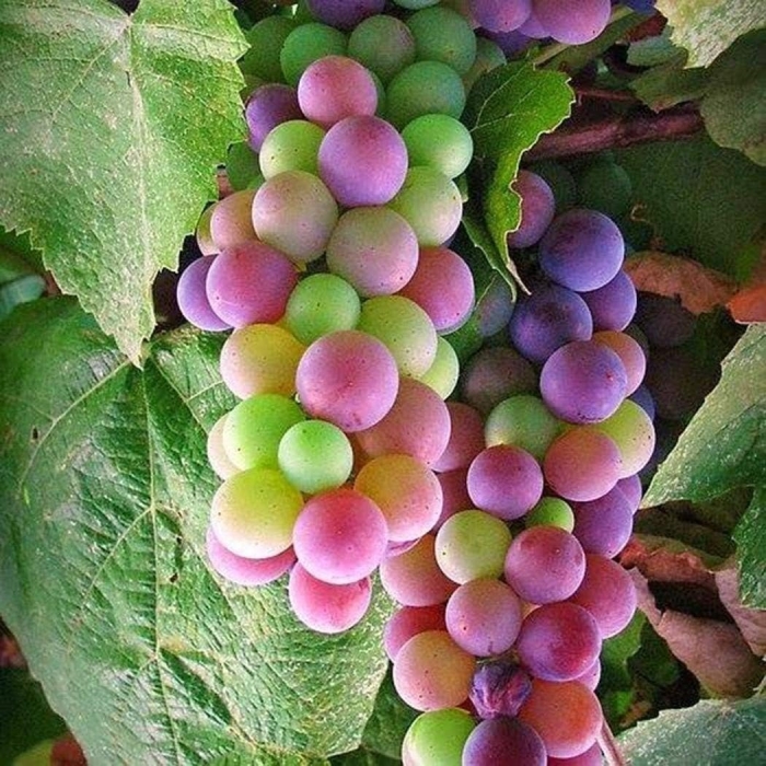 Rainbow grapes виноград