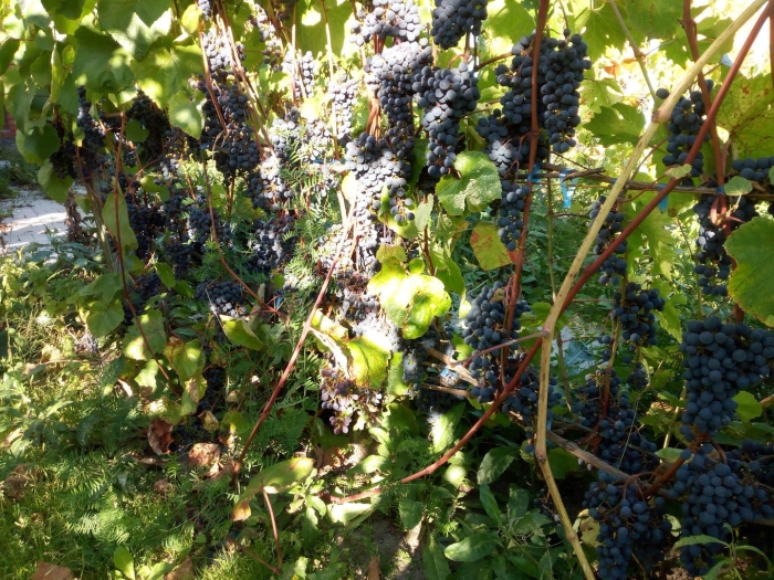 Амурский виноград