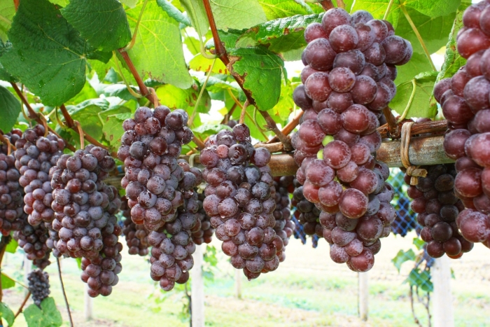 Кишмиш сомерсет сидлис.