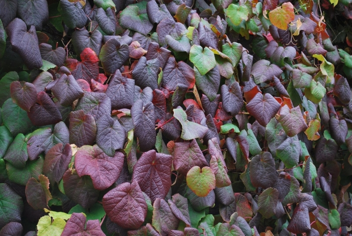 Ипомеей батат