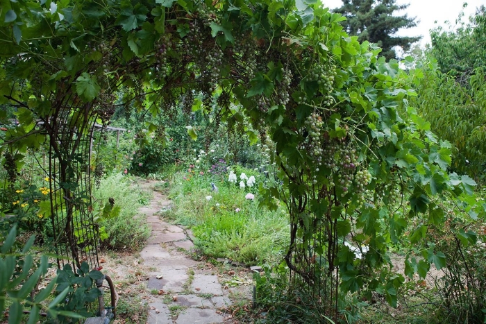 Девичий виноград на арке