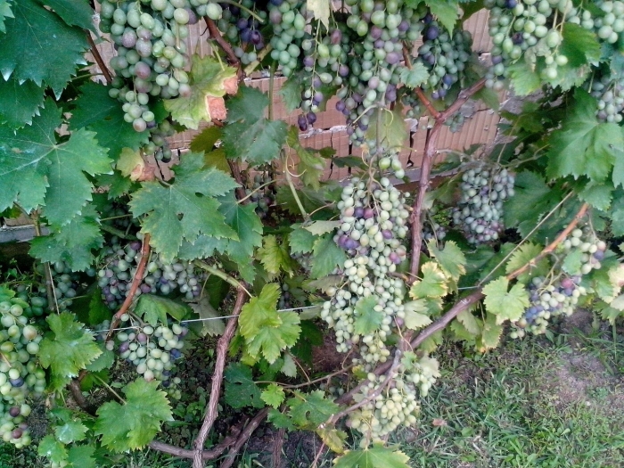 Виноградная лоза