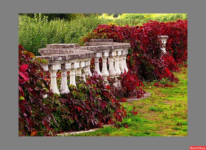 Девичий виноград