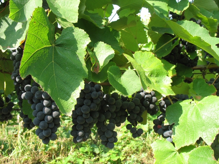 Виноград сорт изабелла