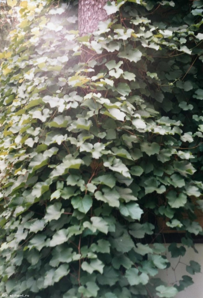 Луносемянник даурский амурский плющ