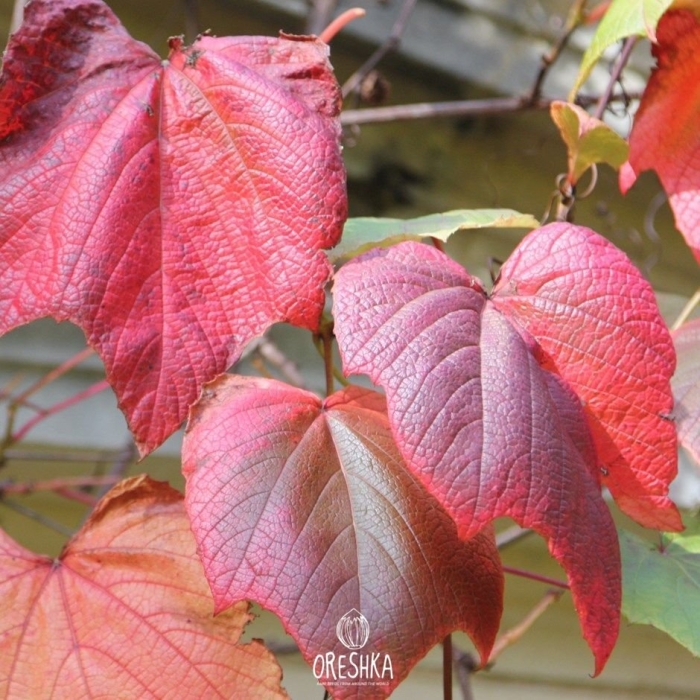 Parthenocissus tricuspidata