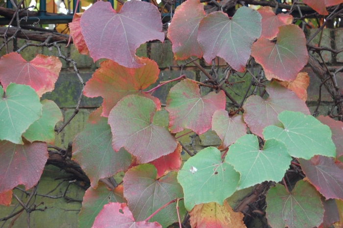 Виноград куанье японский