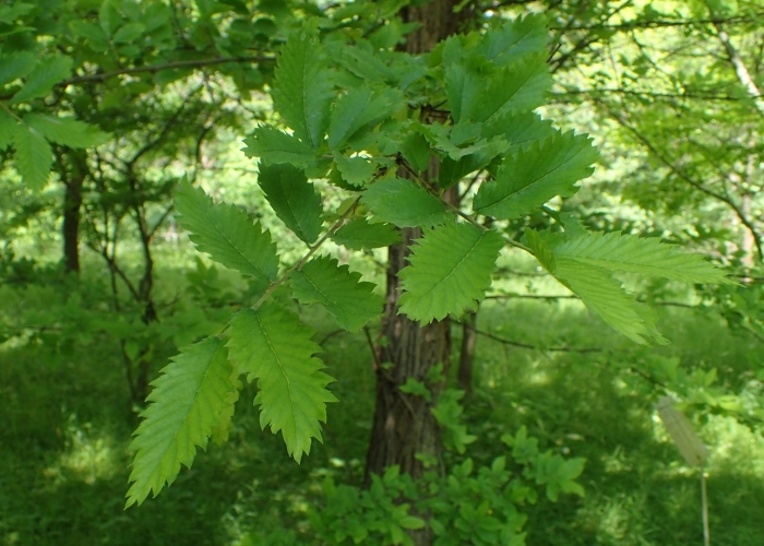 Вяз гладкий ulmus laevis