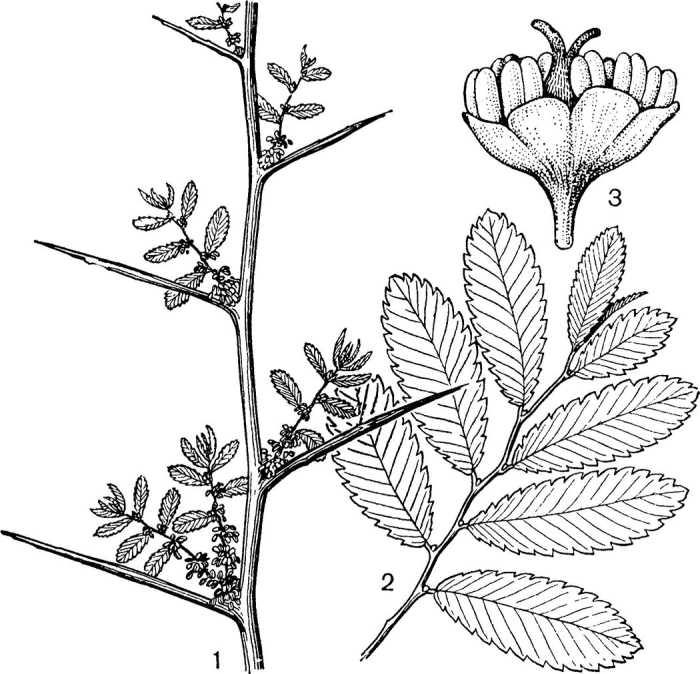 Рутовые (подсемейство)