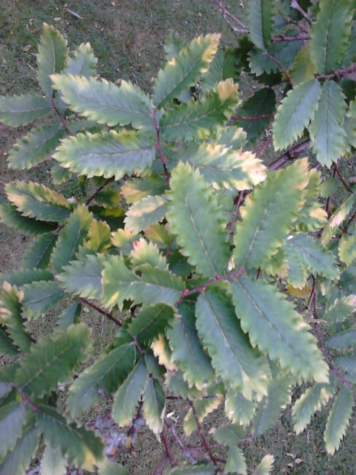 Bryophyllum pinnatum