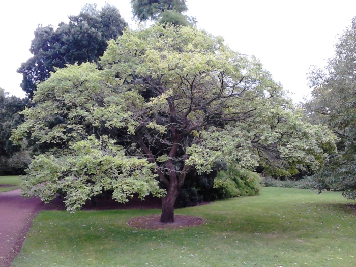 Fraxinus excelsior pendula