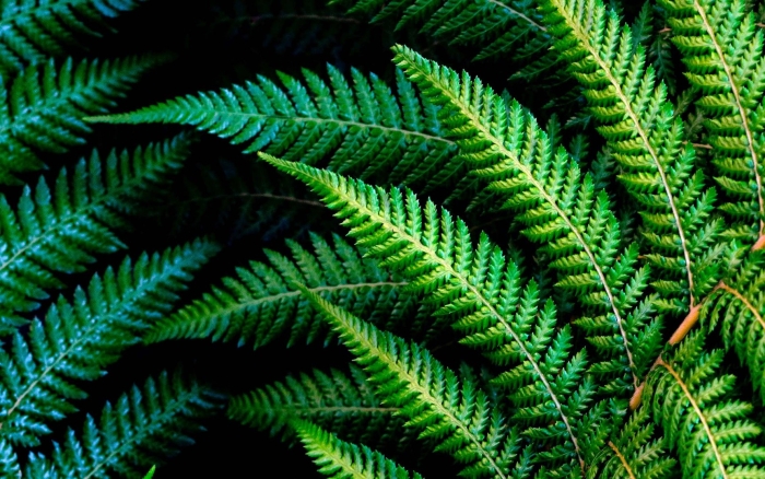 Папоротник лист