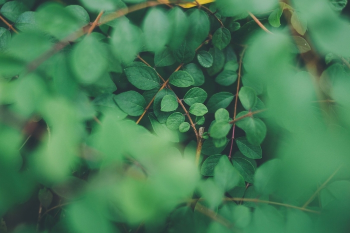 Листва зеленая