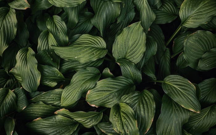 Зеленые листья